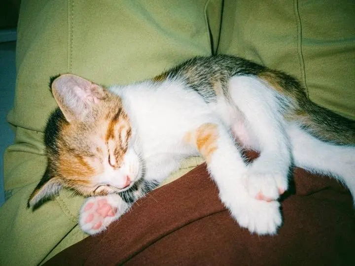 Adotta il gatto DOLLY a Pisa