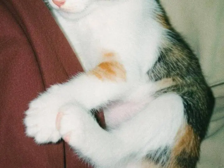 Vuoi adottare un gatto a Pisa?