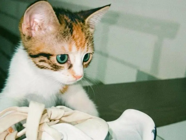 Adotta un gatto, femmina, 1 mese, Pisa