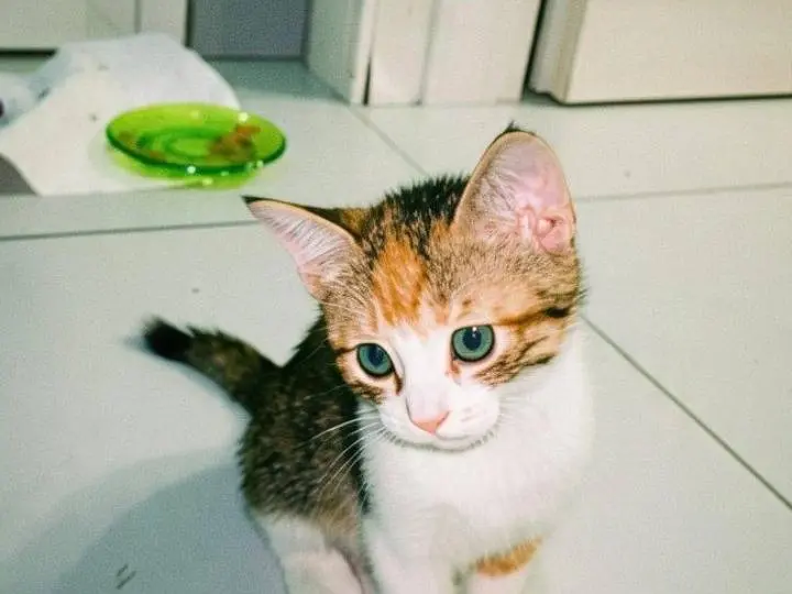 Adozione gatto, femmina, Razza sconosciuta Razza sconosciuta, 1 mese, taglia non valida, Pisa