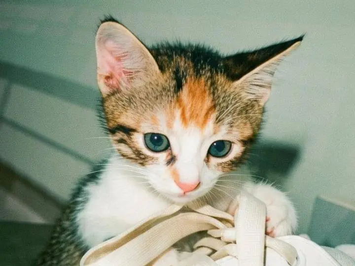 Adotta un gatto, taglia non valida, femmina, Pisa