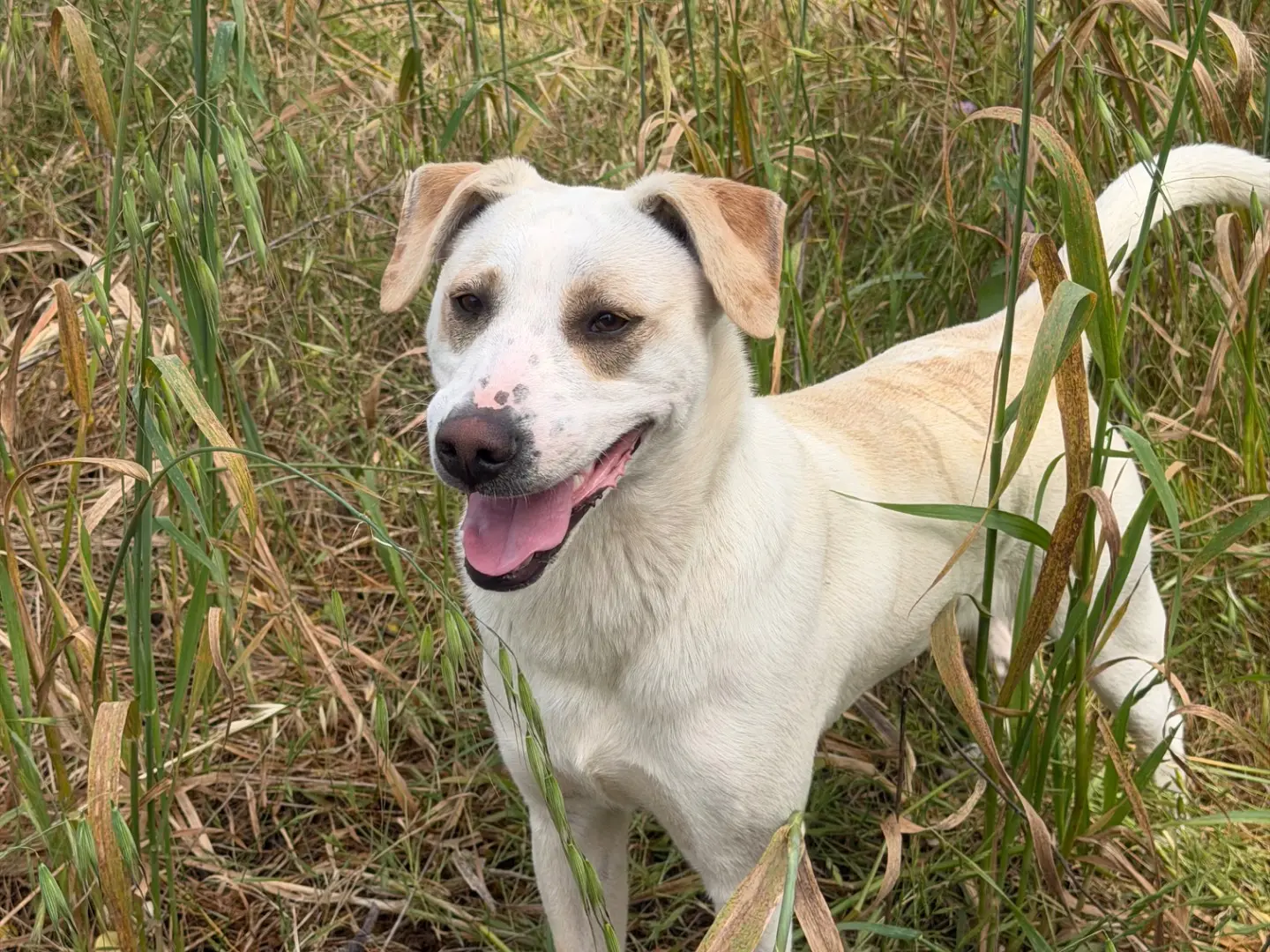Adotta il cane Pier  a Agrigento