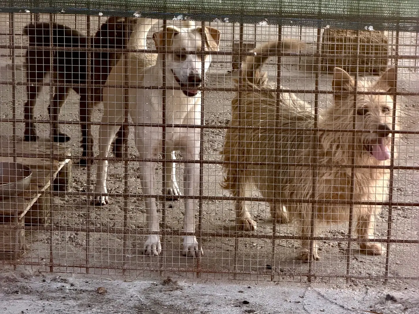Foto 3 dell'animale