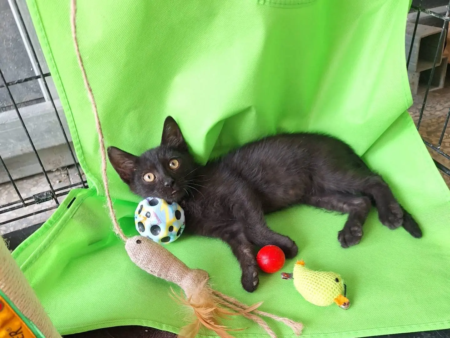 Adotta un gatto, maschio, 5 mesi, Pavia