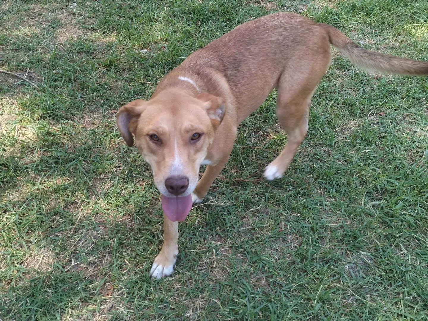 Adotta il cane AVENA a Frosinone