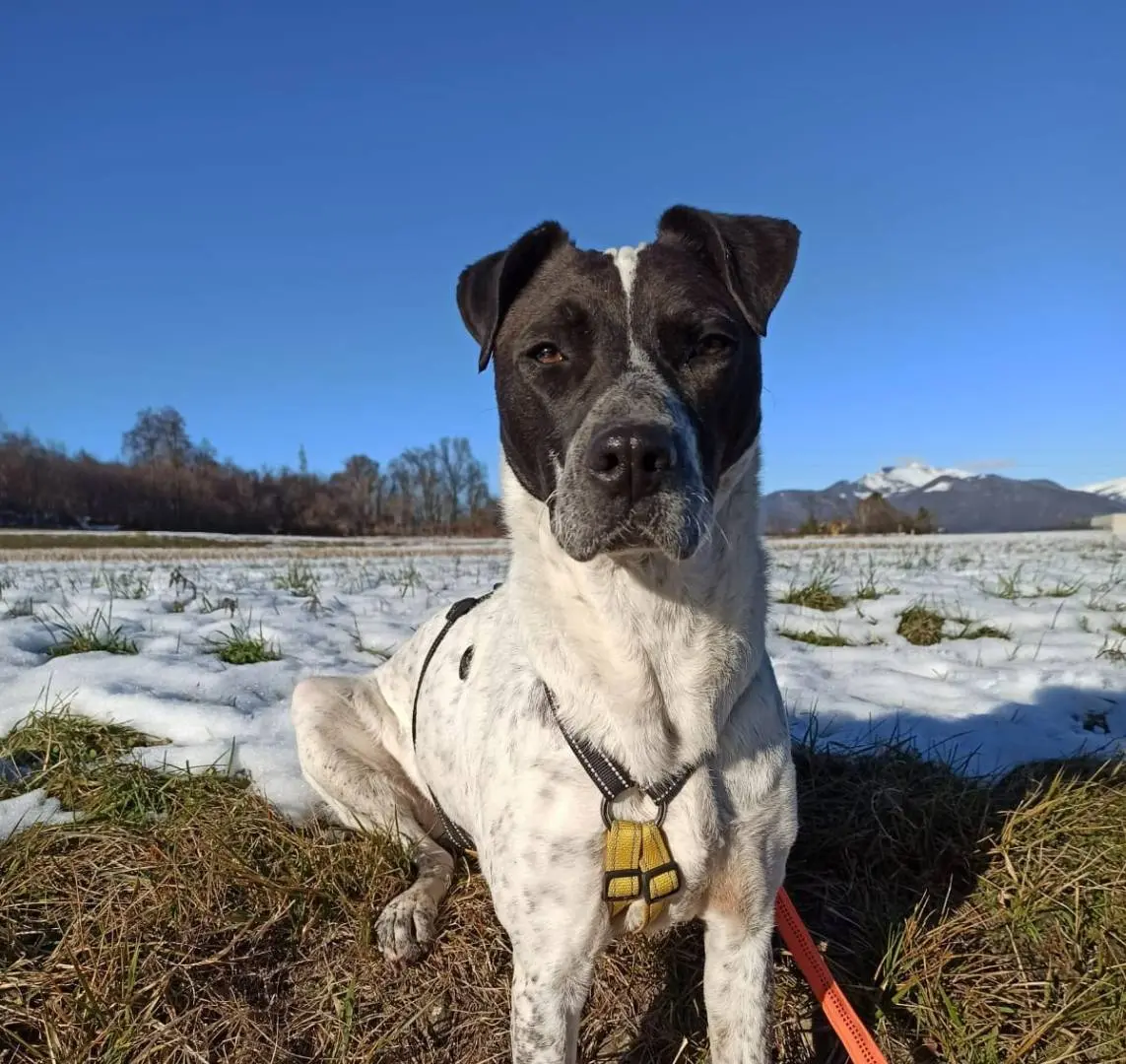 Adozione cane, femmina, meticcio, 8 anni e 9 mesi, taglia media, Como