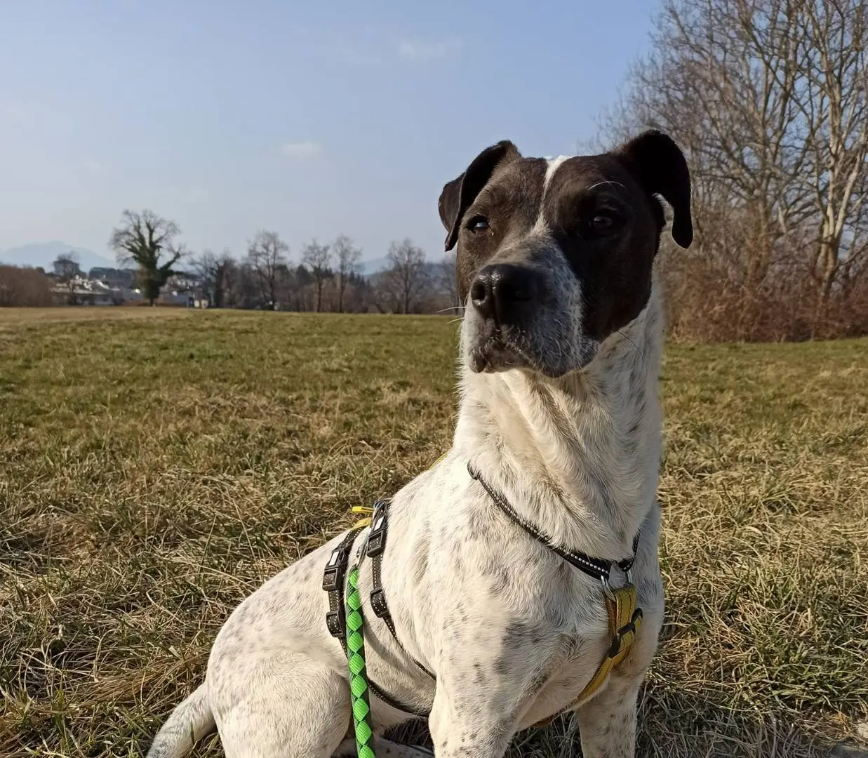 Adotta un cane, taglia media, femmina, Como