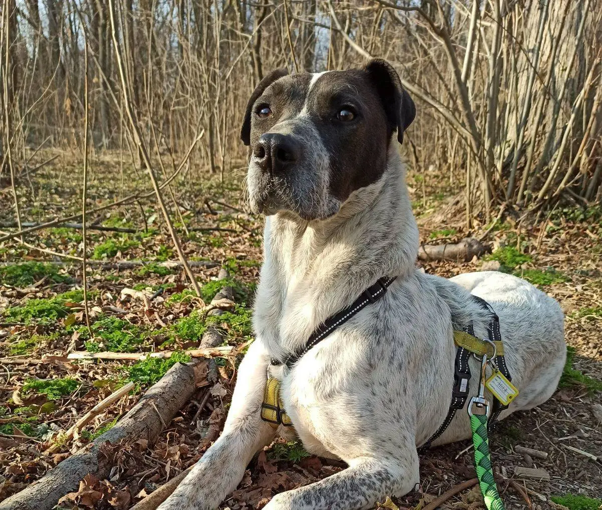 Adotta un cane, femmina, 8 anni e 9 mesi, Como