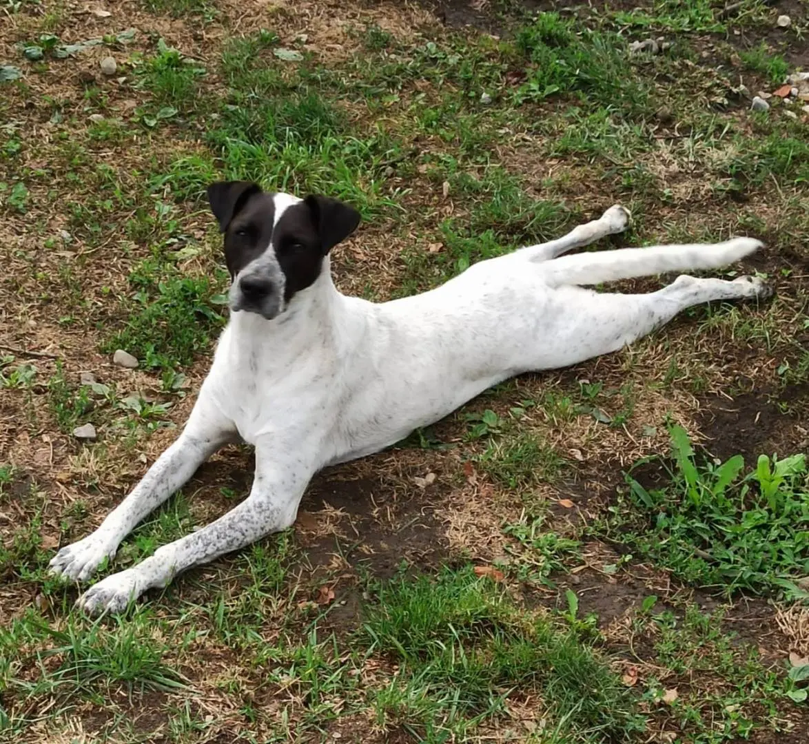 Adotta il cane MILA a Como