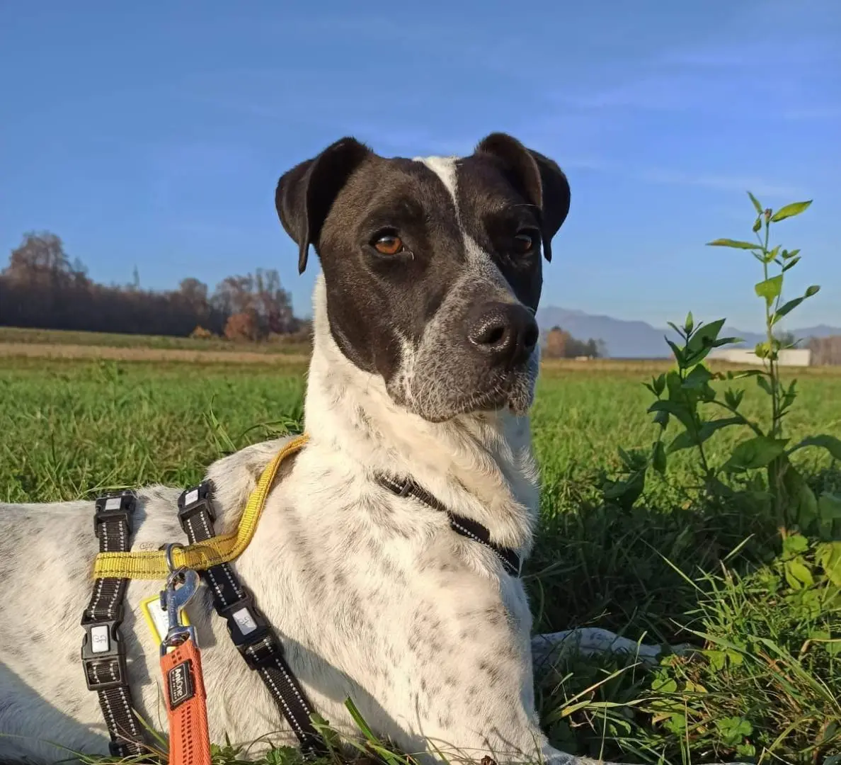 Vuoi adottare un cane a Como?