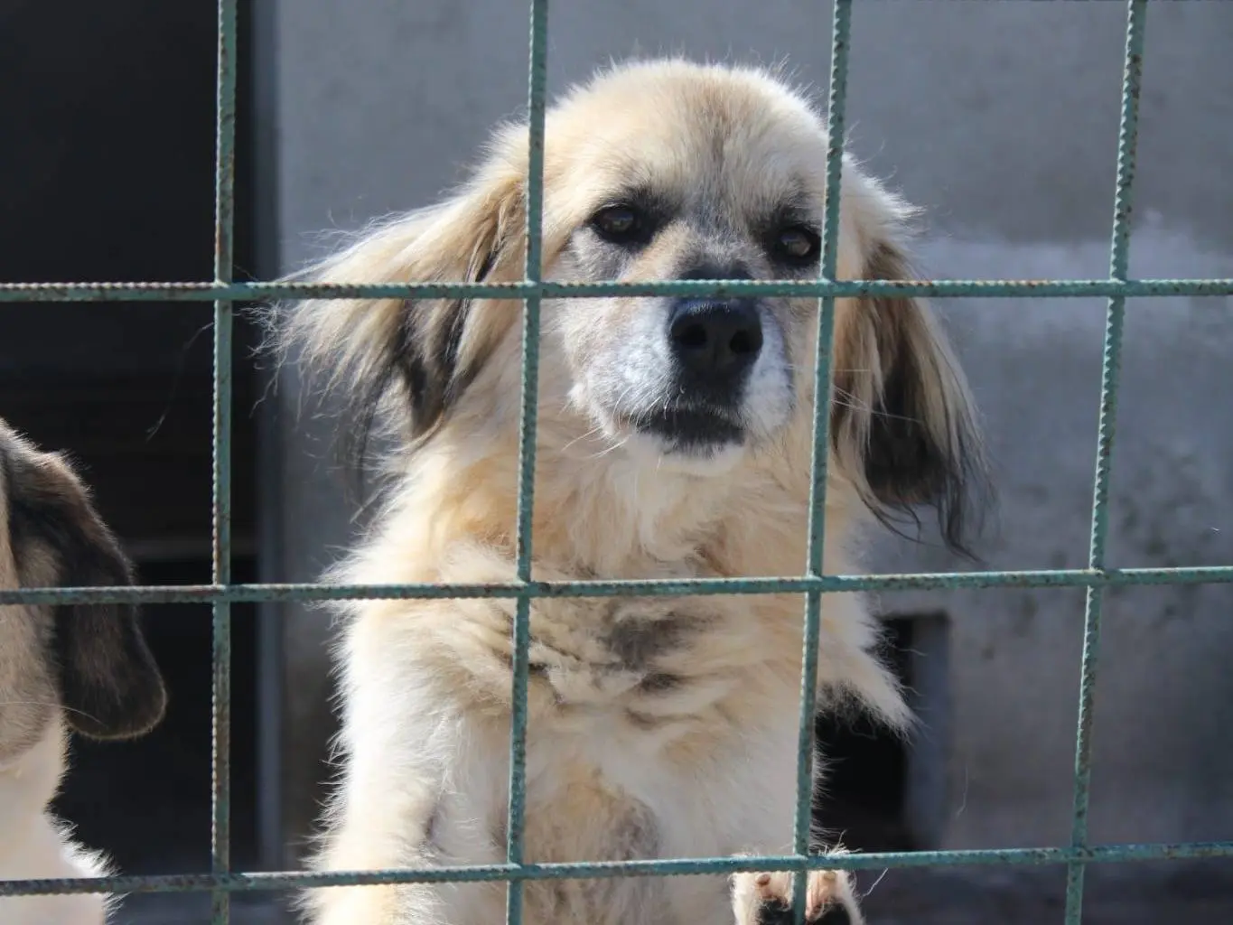 Vuoi adottare un cane a Lucca?