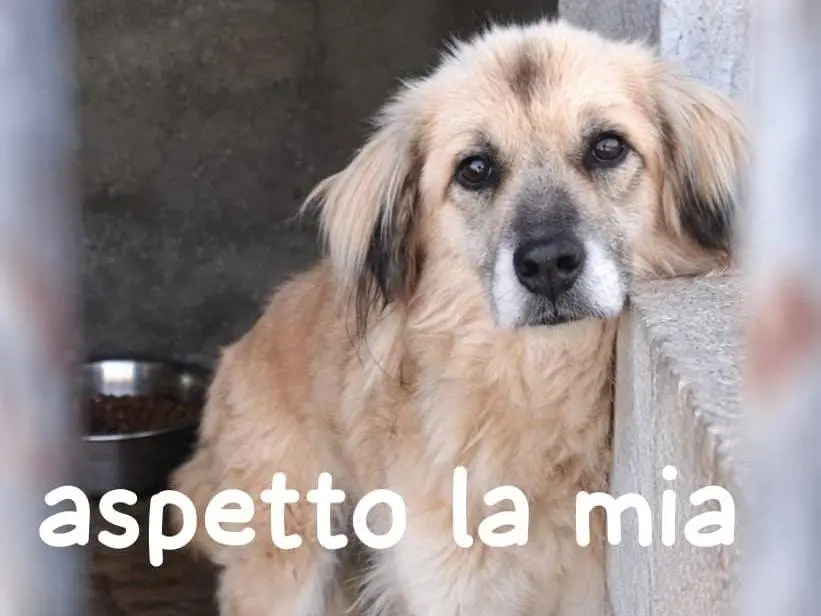 Adozione cane, femmina, Razza sconosciuta Razza sconosciuta, 8 anni e 1 mese, taglia media, Lucca
