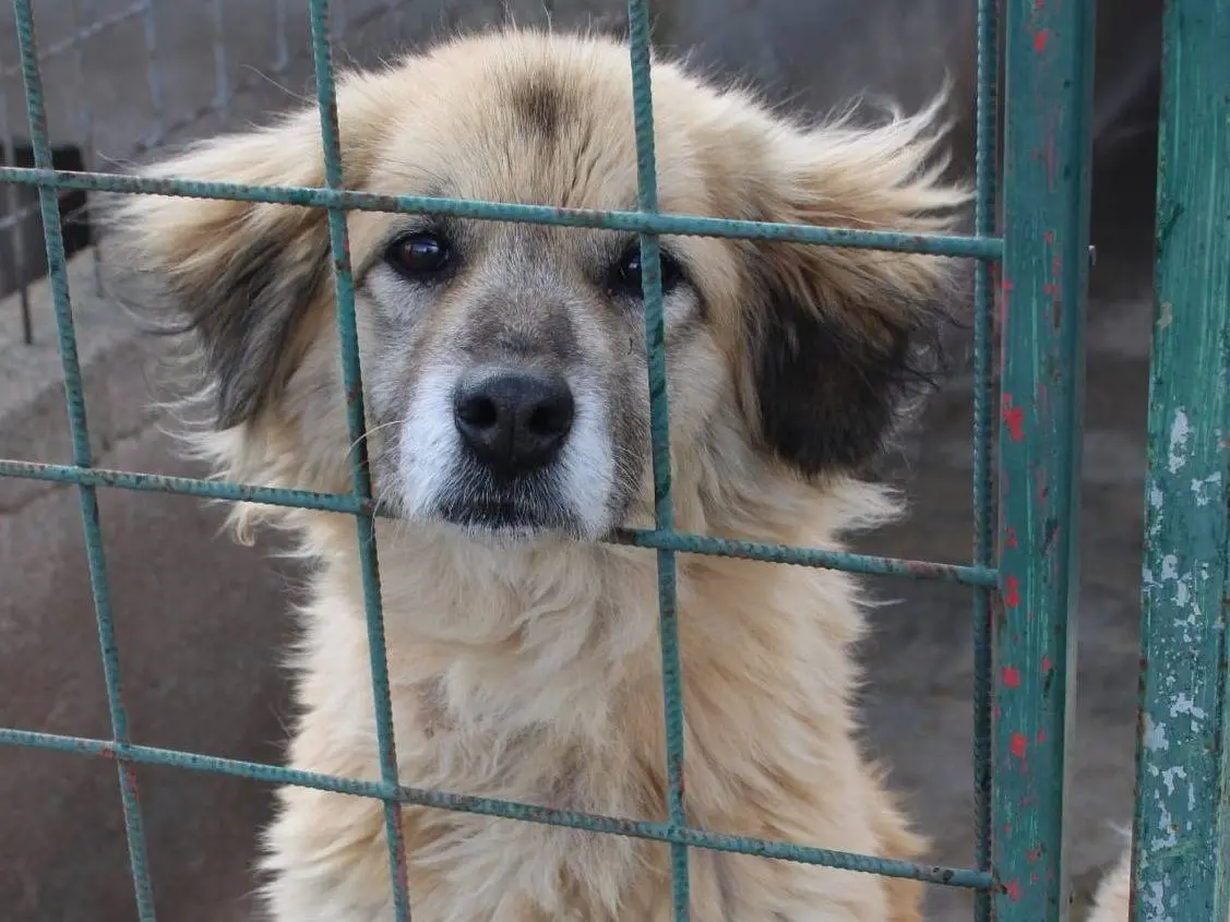 Adotta un cane, taglia media, femmina, Lucca