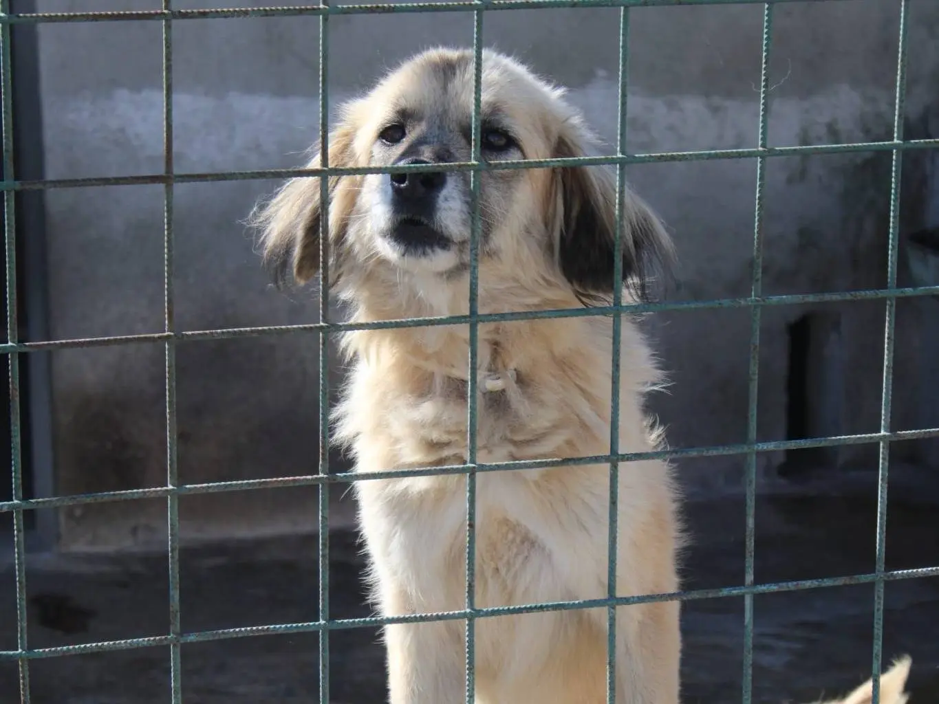 Adotta il cane Minnie a Lucca