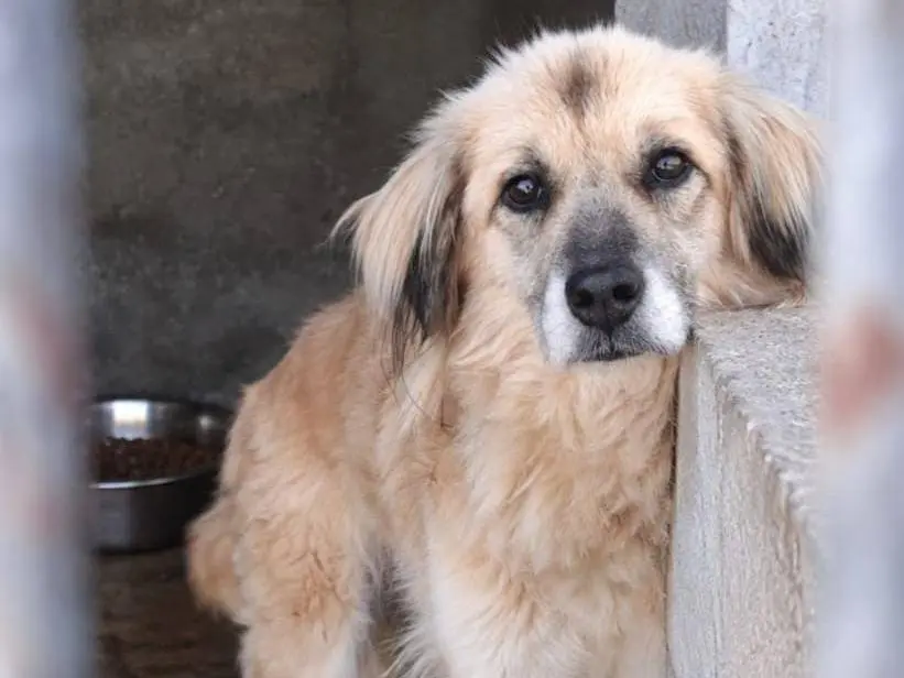 Adotta un cane, femmina, 8 anni e 1 mese, Lucca