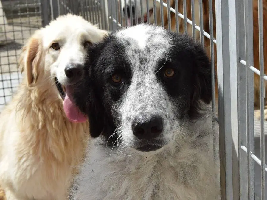 Adozione cane, femmina, Razza sconosciuta Razza sconosciuta, 2 anni e 8 mesi, taglia grande, Milano