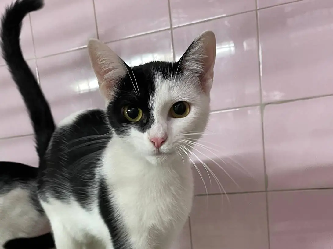 Adozione gatto, femmina, Razza sconosciuta Razza sconosciuta, 7 mesi, taglia non valida, Milano
