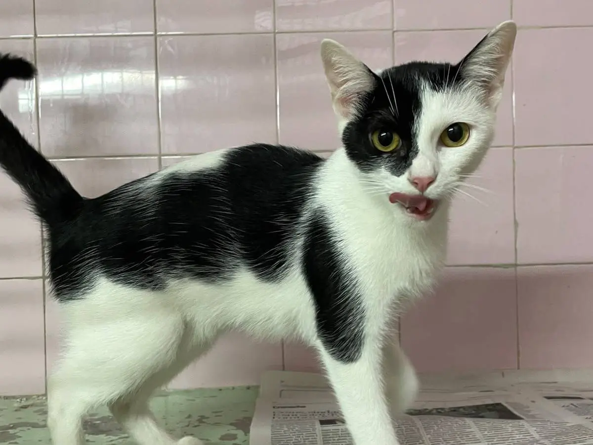 Adotta un gatto, femmina, 7 mesi, Milano