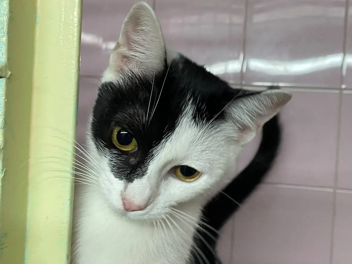 Adotta un gatto, taglia non valida, femmina, Milano