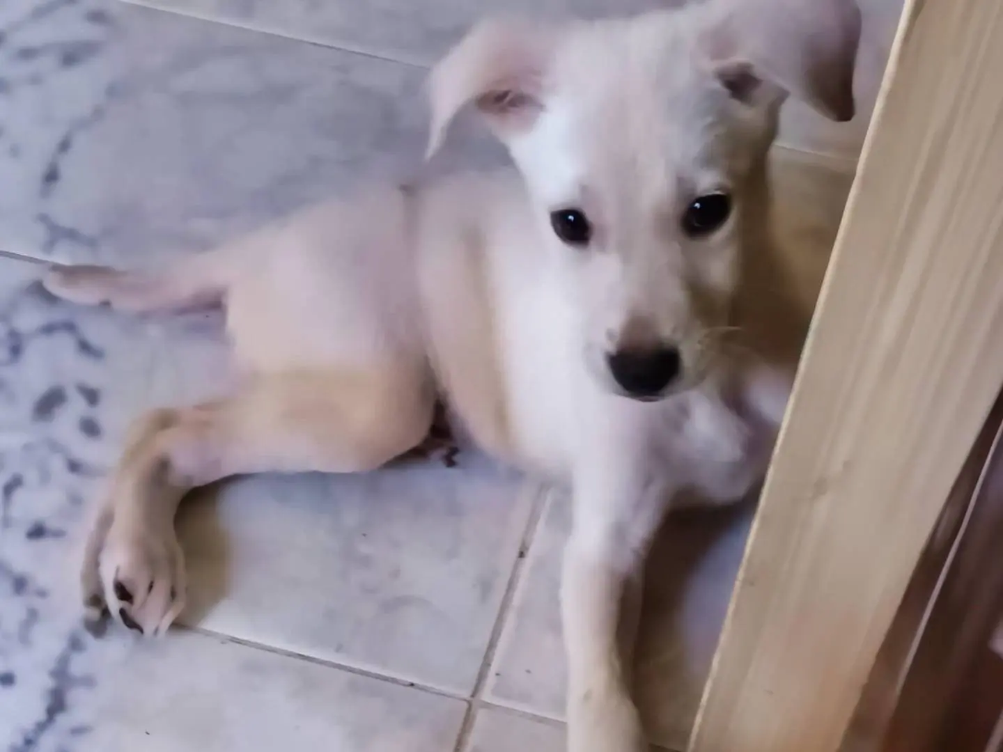 Adozione cane, maschio, Razza sconosciuta Razza sconosciuta, 1 anno e 4 mesi, taglia media contenuta, Como