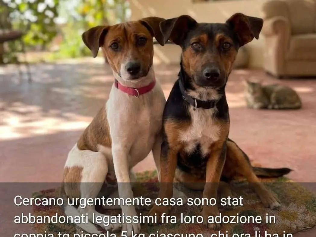 Foto 1 dell'animale