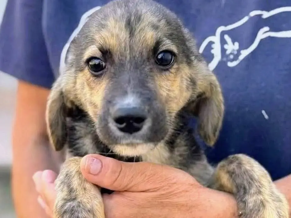 Adotta un cane, taglia media, maschio, Salerno