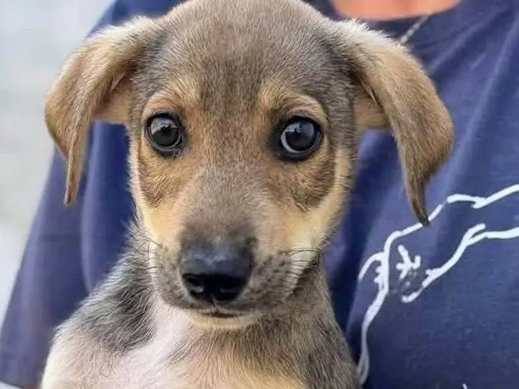 Adozione cane, maschio, Razza sconosciuta Razza sconosciuta, 2 mesi, taglia media, Salerno