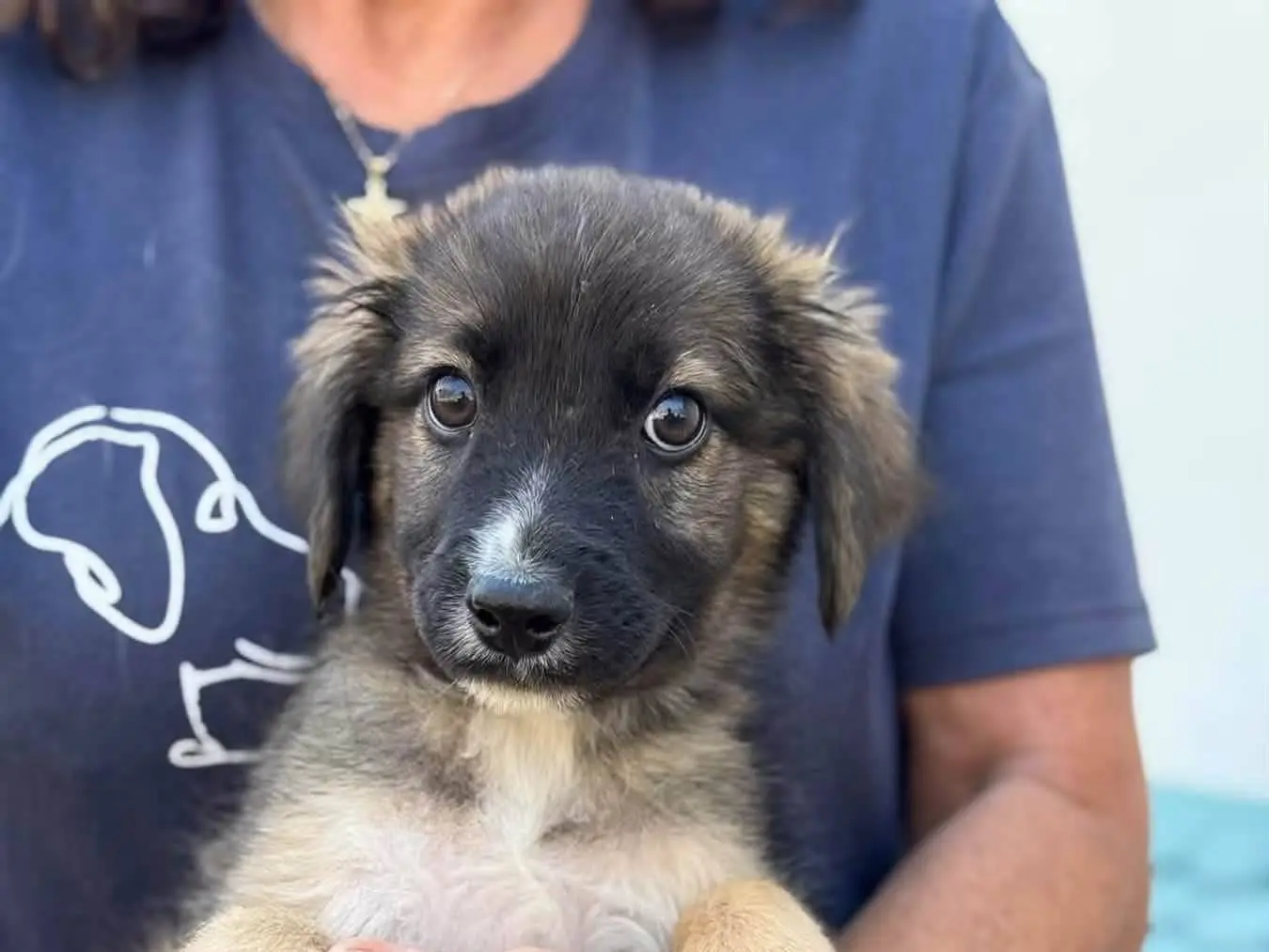 Vuoi adottare un cane a Salerno?
