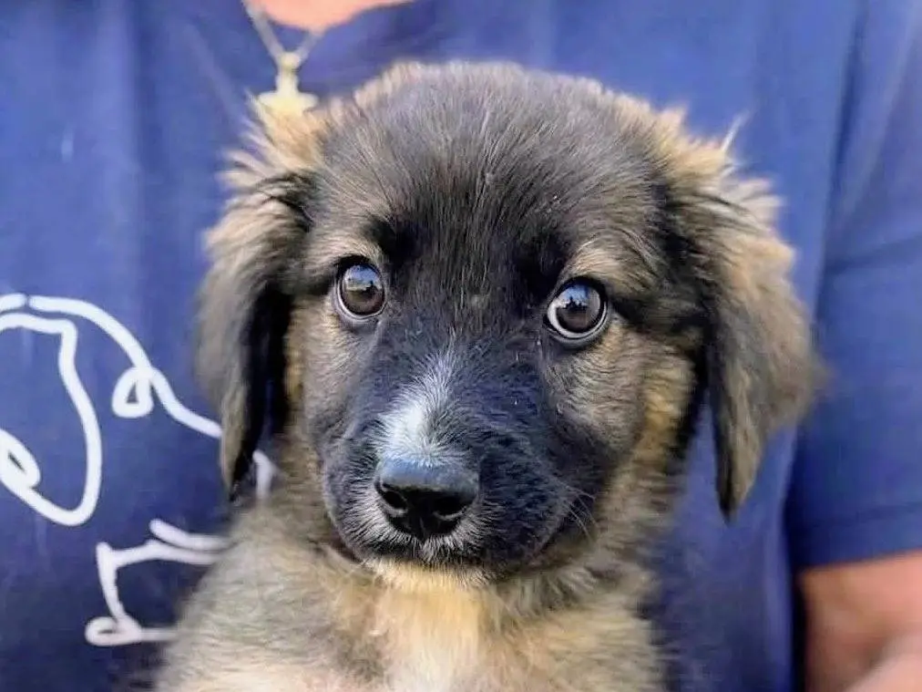 Adotta un cane, maschio, 2 mesi, Salerno