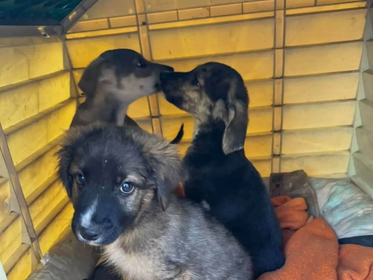 Adotta il cane Otto Ottaviano e Ottone a Salerno