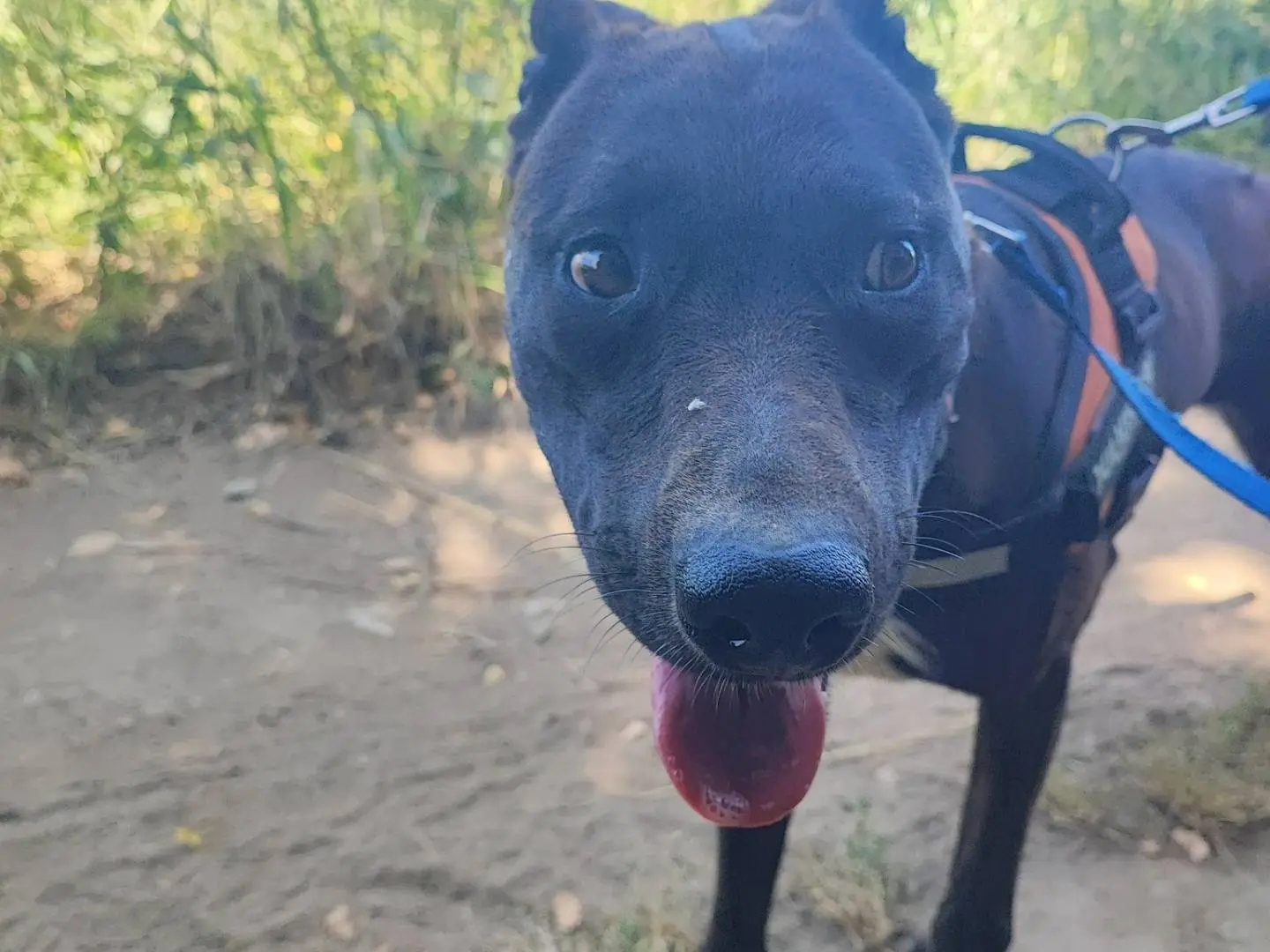 Adotta un cane, femmina, 4 anni e 3 mesi, Napoli
