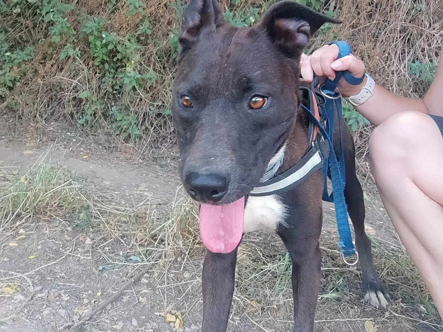Vuoi adottare un cane a Napoli?