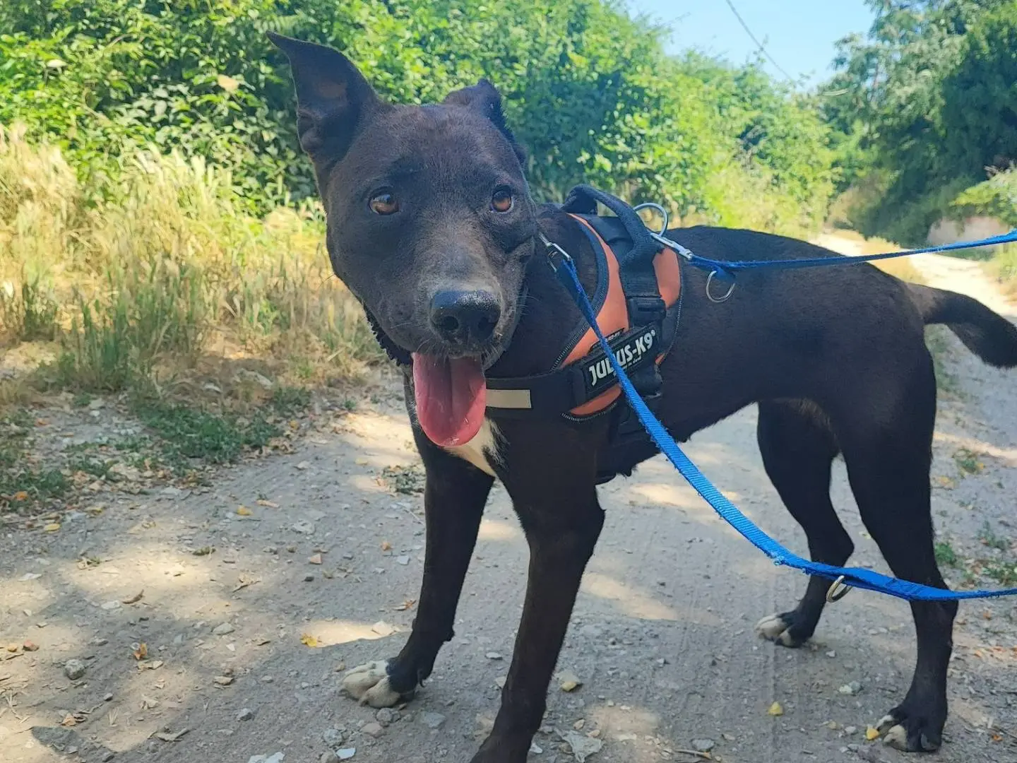 Adozione cane, femmina, Razza sconosciuta Razza sconosciuta, 4 anni e 3 mesi, taglia media contenuta, Napoli