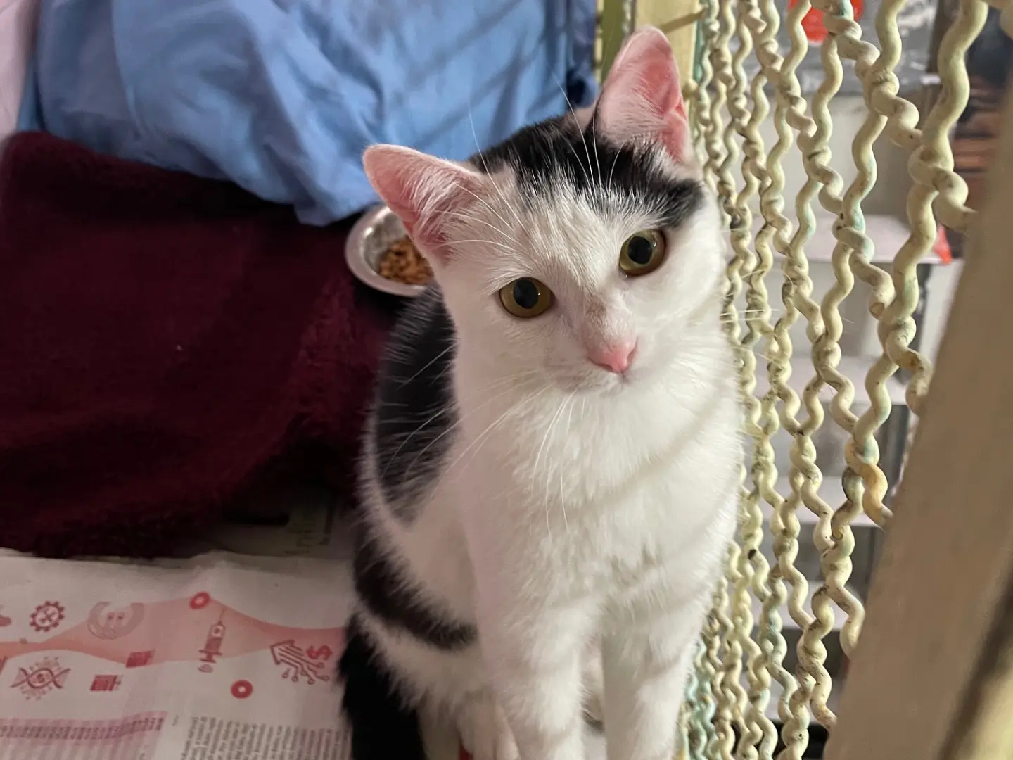 Adotta un gatto, femmina, 7 mesi, Milano