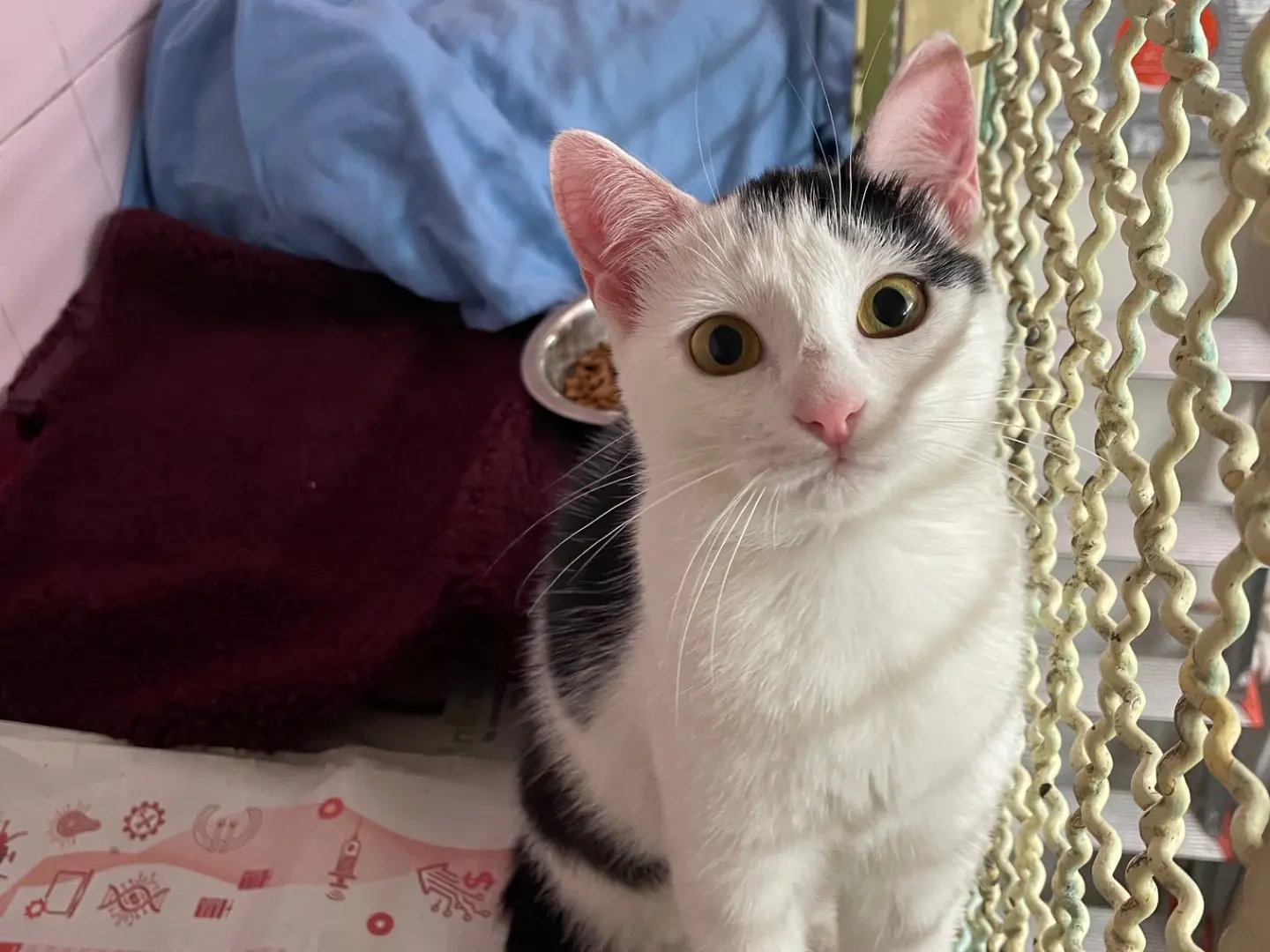 Adozione gatto, femmina, Razza sconosciuta Razza sconosciuta, 7 mesi, taglia non valida, Milano