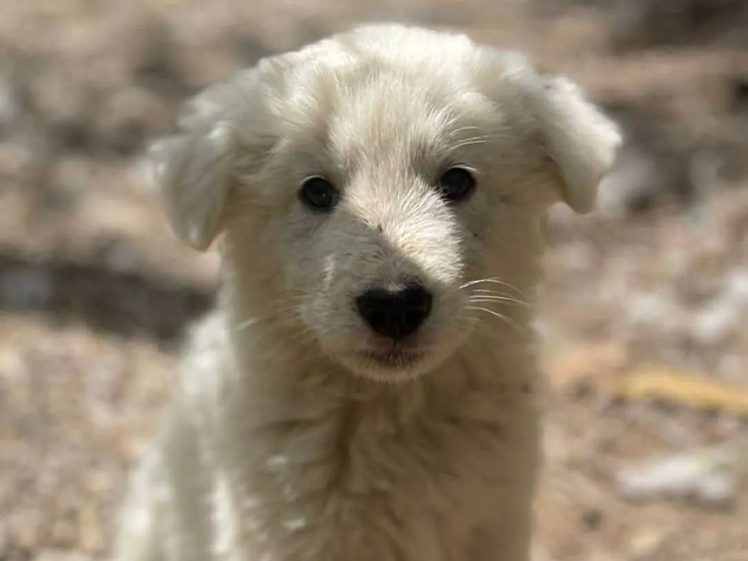 Adotta un cane, maschio, 6 mesi, Frosinone