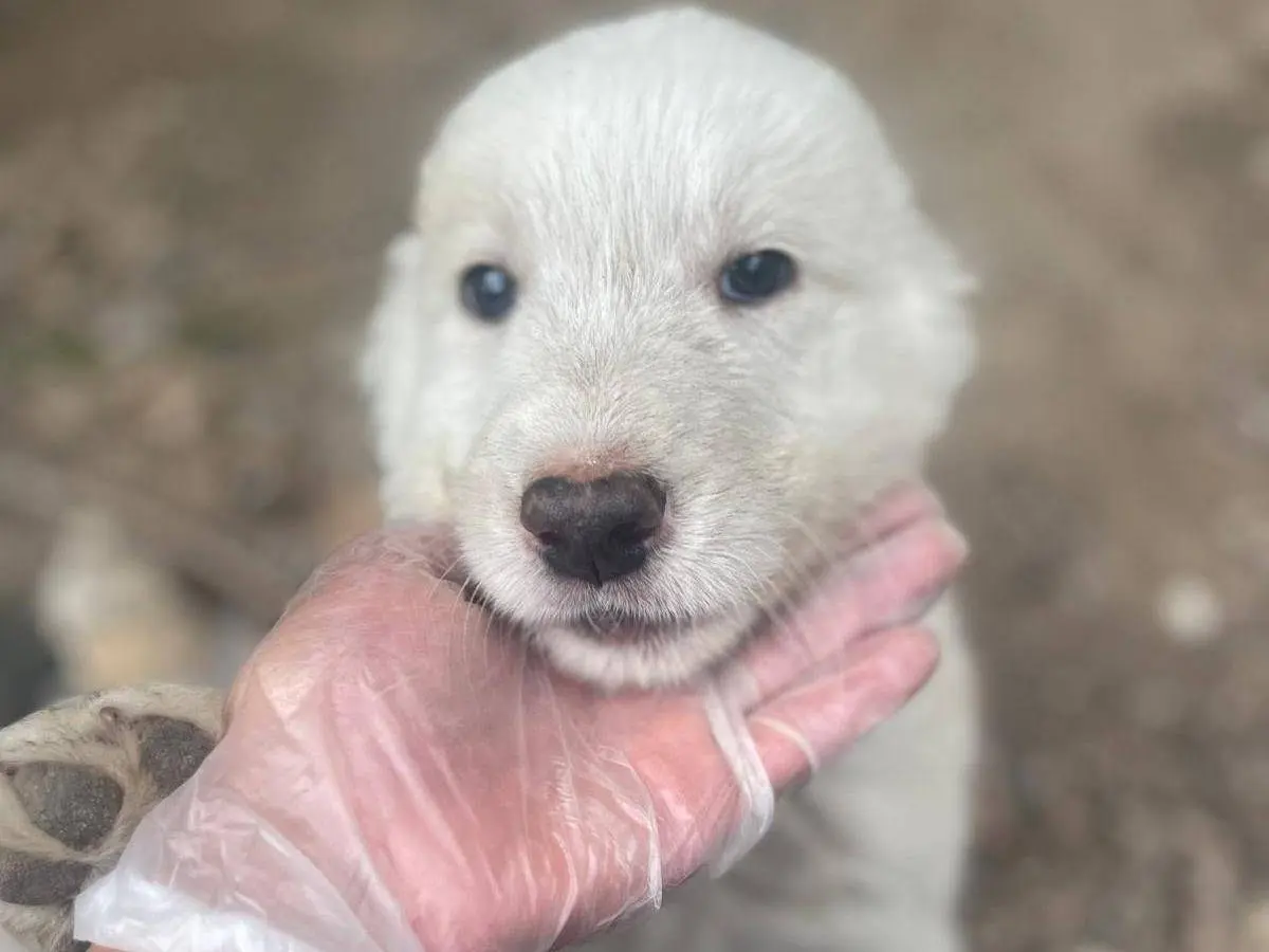 Adotta un cane, taglia media, maschio, Frosinone