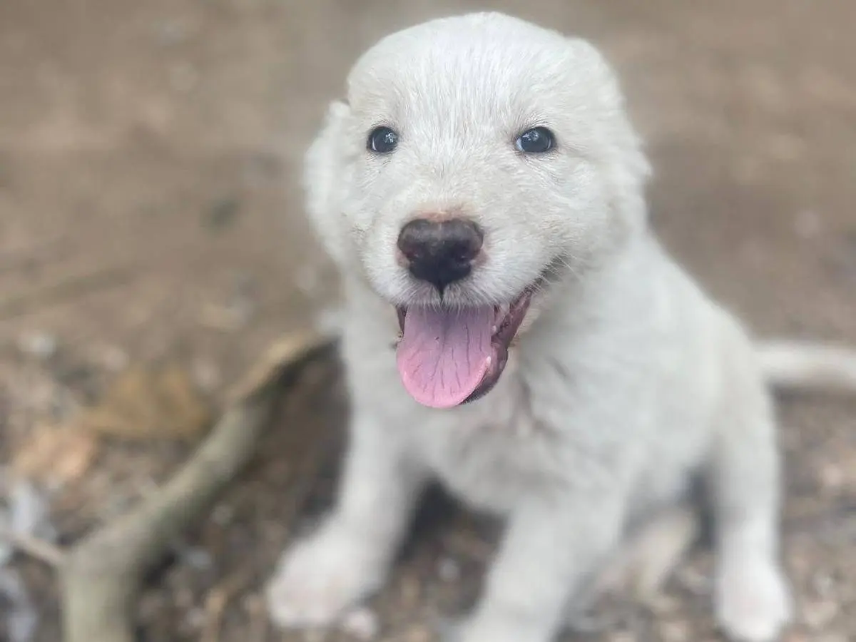 Adozione cane, maschio, Razza sconosciuta Razza sconosciuta, 6 mesi, taglia media, Frosinone