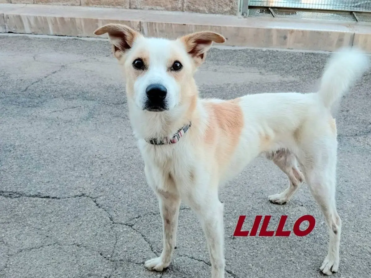 Adozione cane, maschio, meticcio, 3 anni e 2 mesi, taglia media contenuta, Barletta