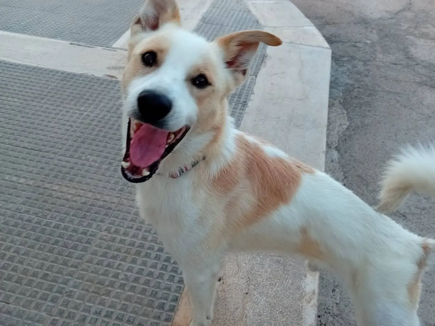 Adotta un cane, taglia media contenuta, maschio, Barletta