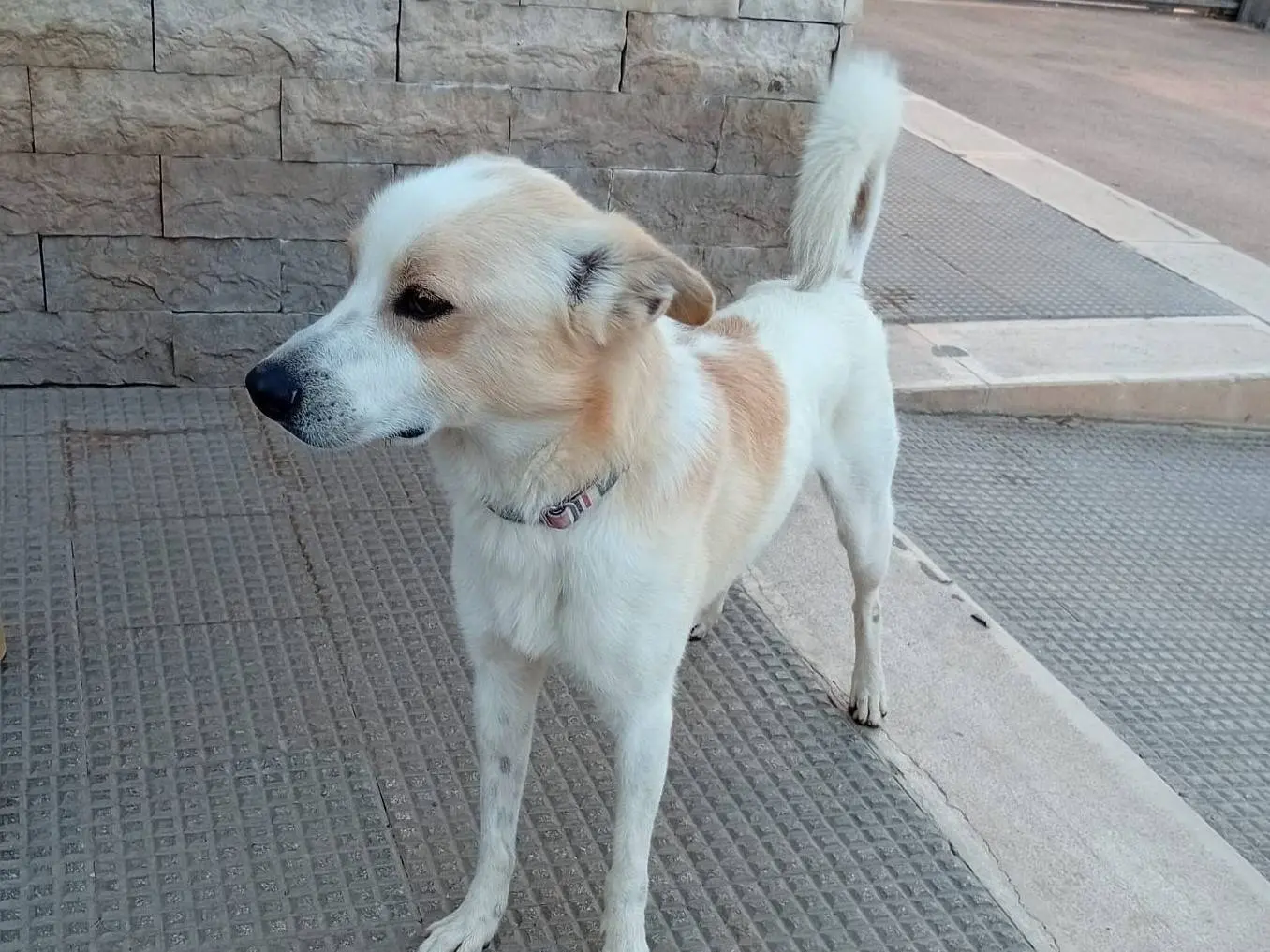 Adotta un cane, maschio, 3 anni e 2 mesi, Barletta