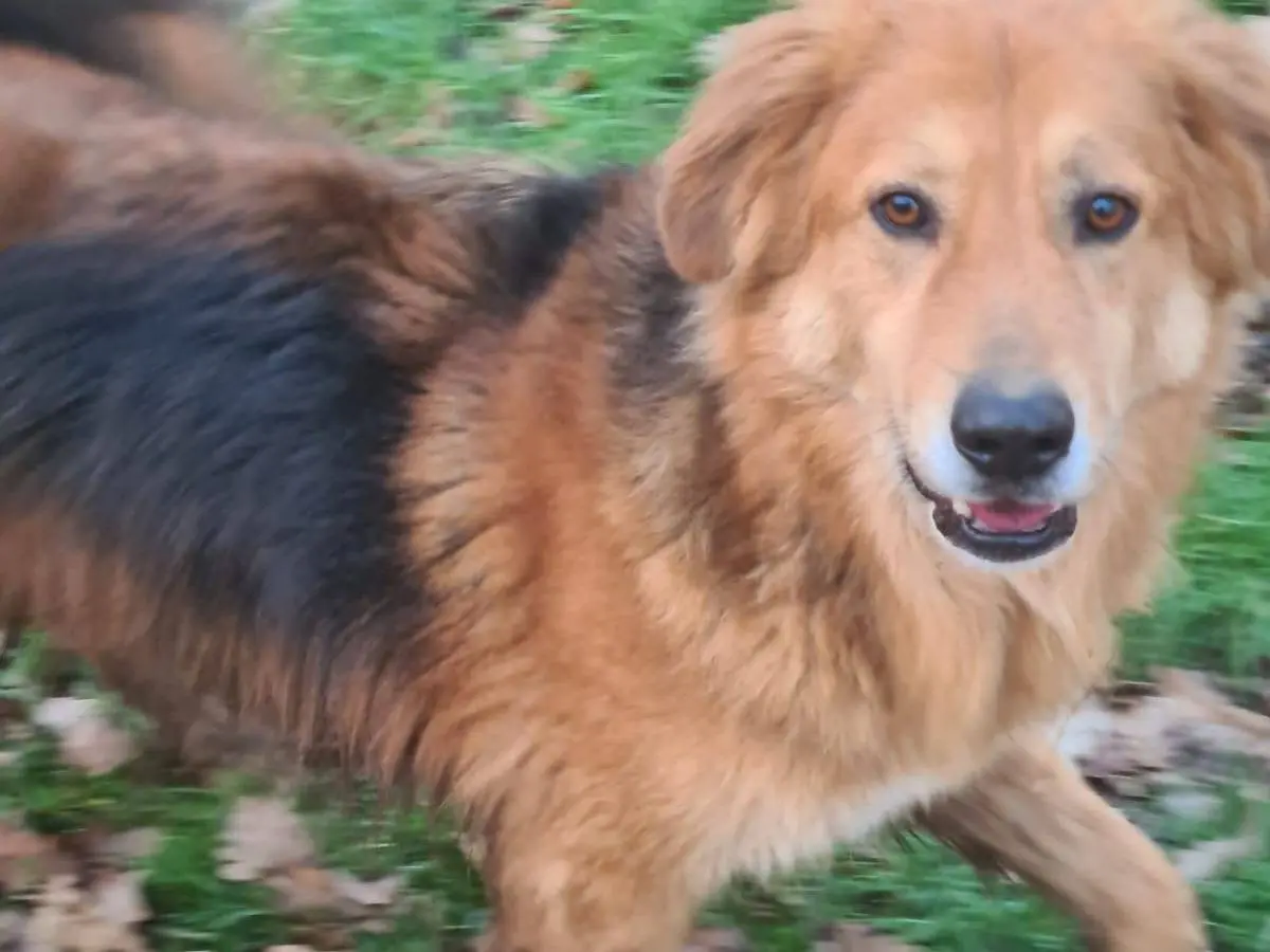 Adotta un cane, maschio, 4 anni, Viterbo