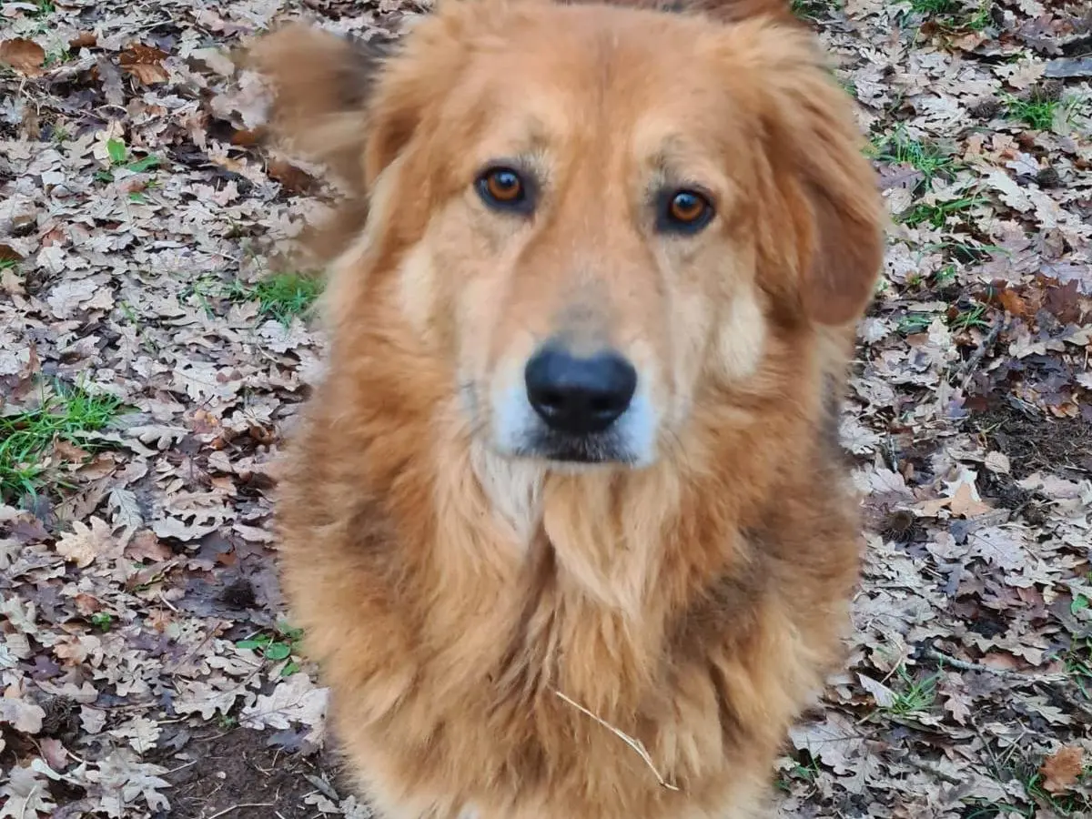 Adozione cane, maschio, Razza sconosciuta Razza sconosciuta, 4 anni, taglia grande, Viterbo