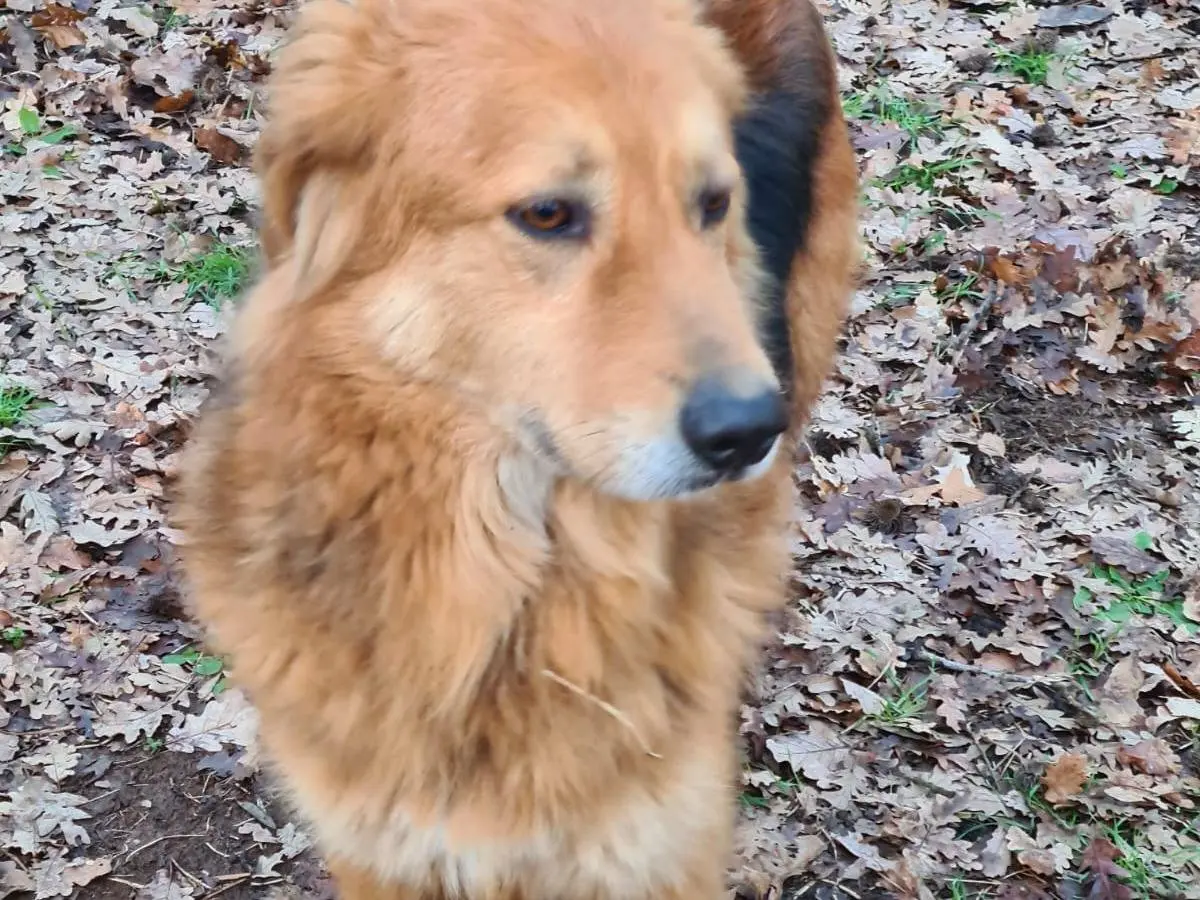 Vuoi adottare un cane a Viterbo?