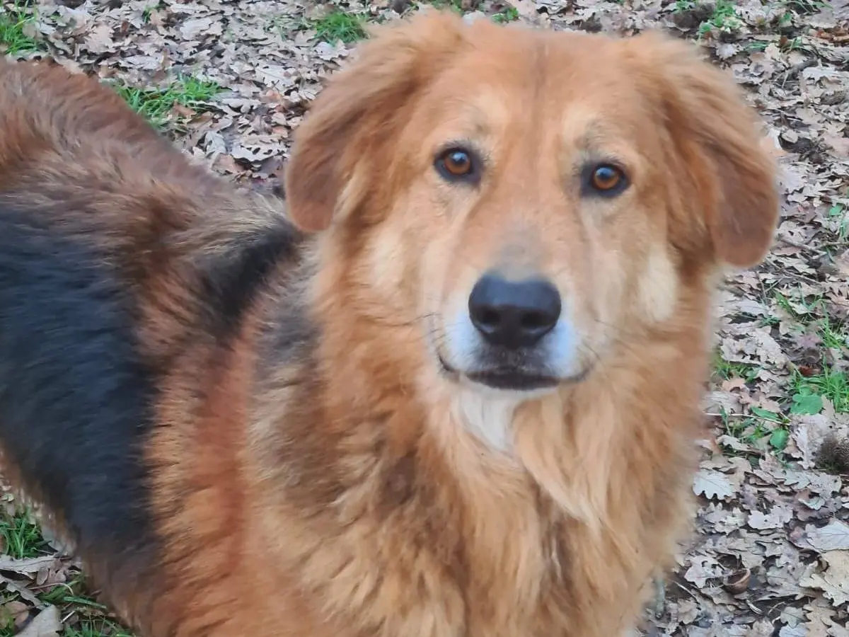 Adotta un cane, taglia grande, maschio, Viterbo