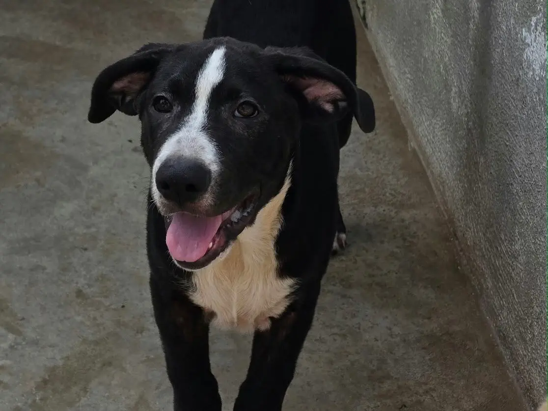 Adozione cane, maschio, Razza sconosciuta Razza sconosciuta, 5 mesi, taglia media, Napoli