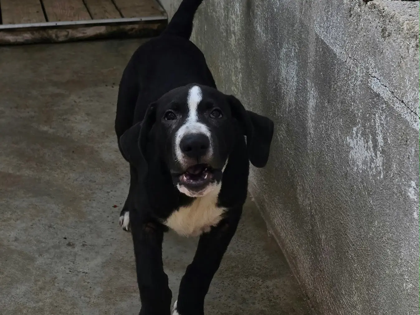 Adotta un cane, maschio, 5 mesi, Napoli