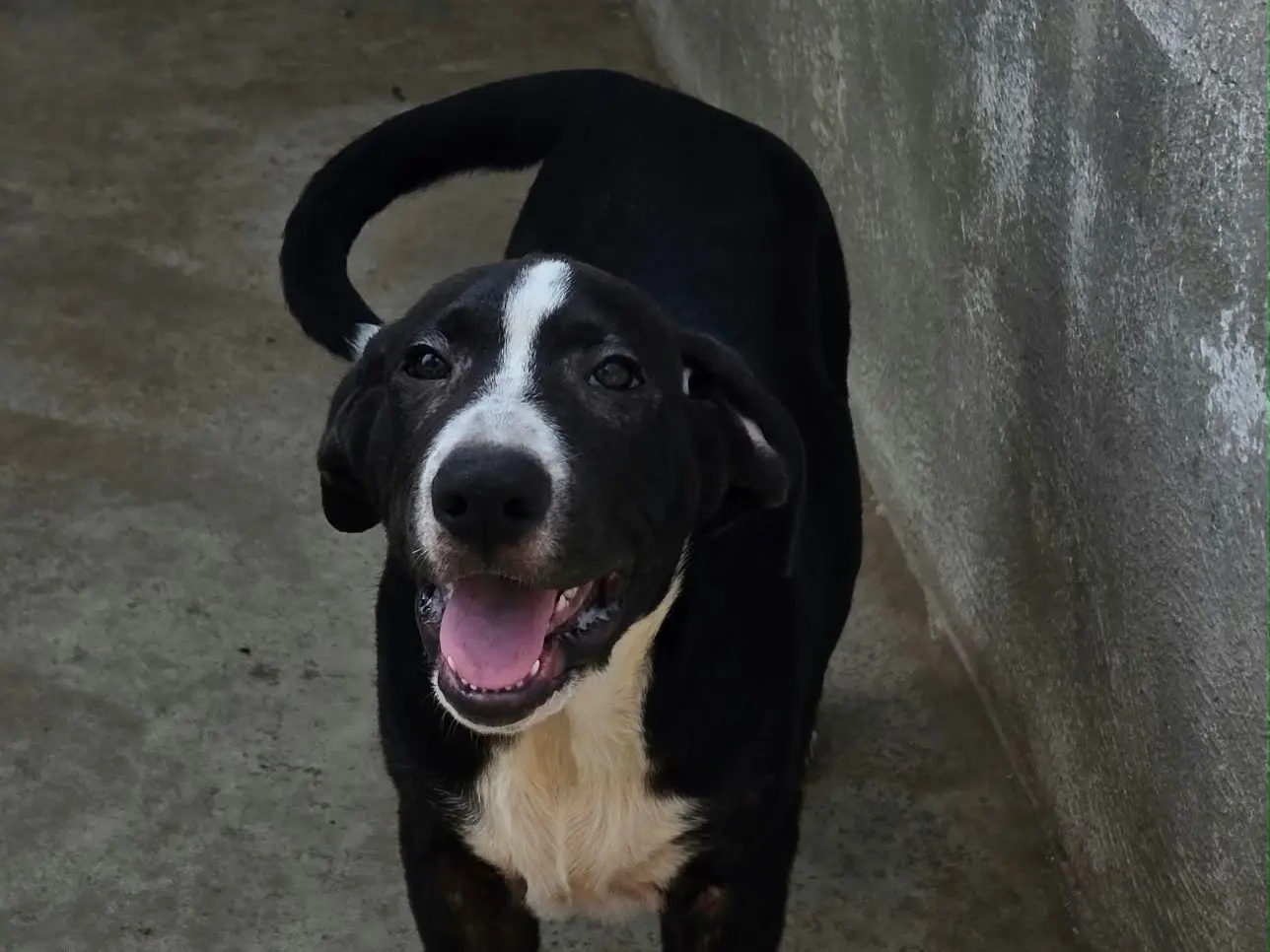 Adotta un cane, taglia media, maschio, Napoli