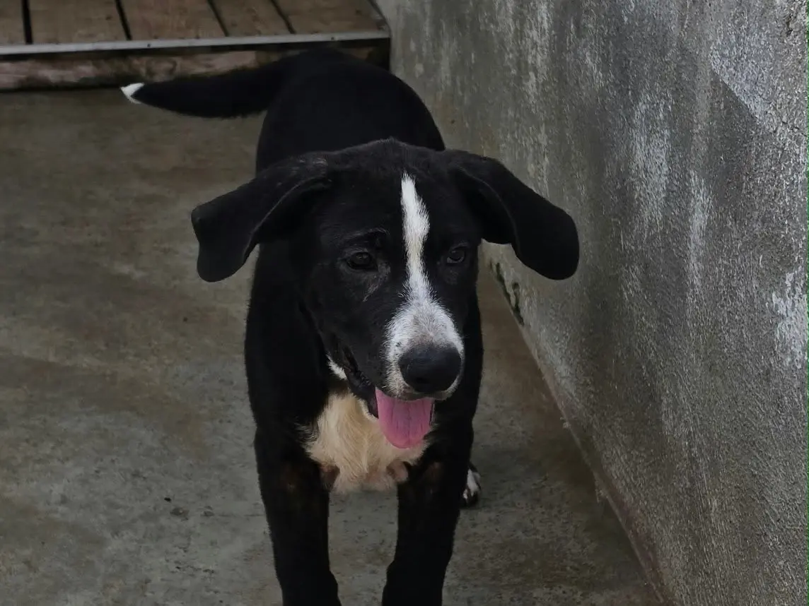 Vuoi adottare un cane a Napoli?
