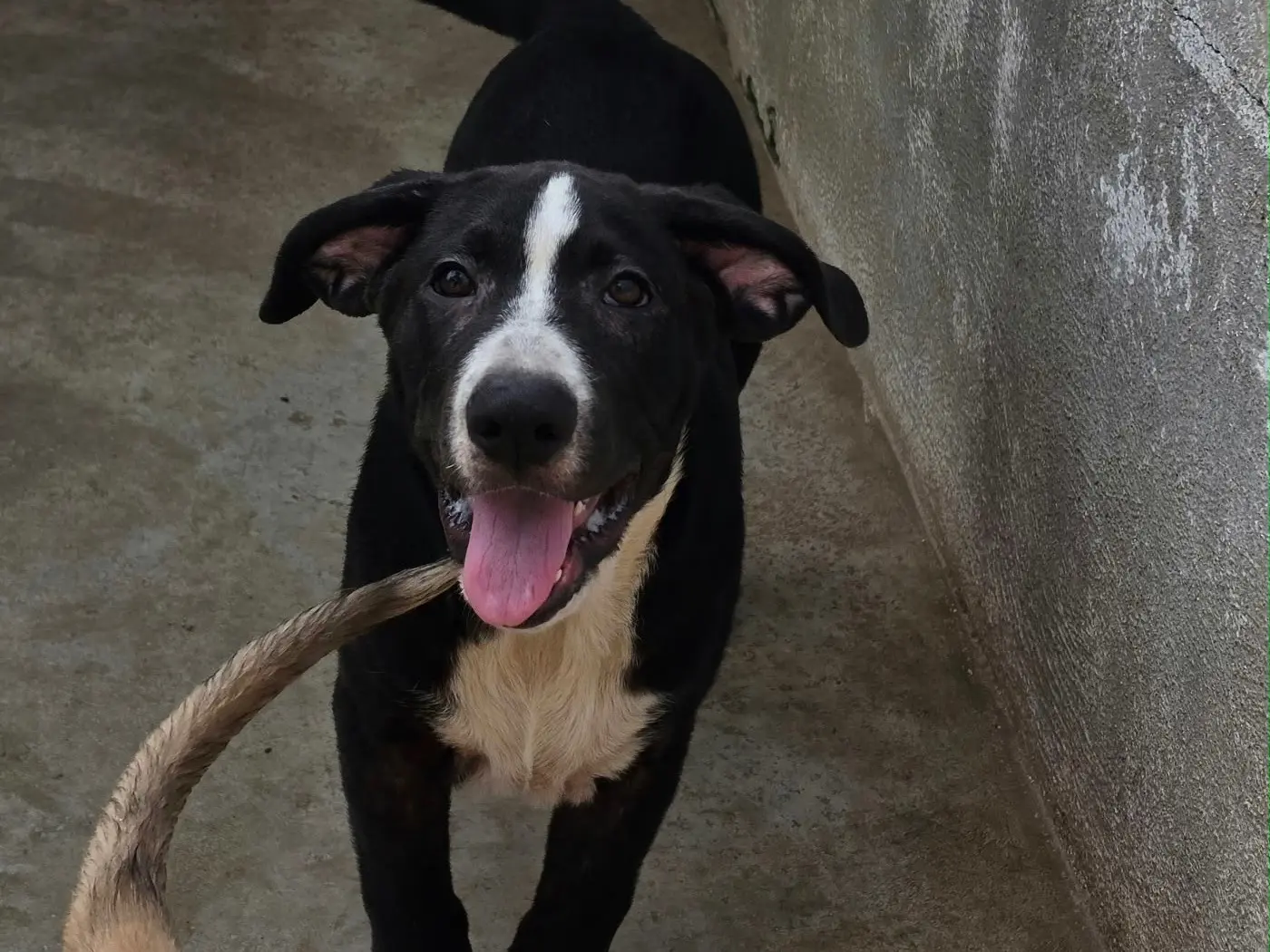 Adotta il cane Black a Napoli